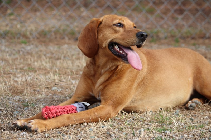 advocacy no-kill community photo of dog at NC rescue