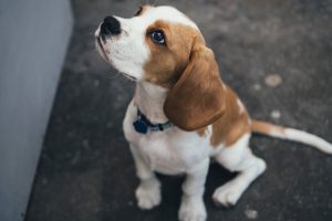 Puppy looking up